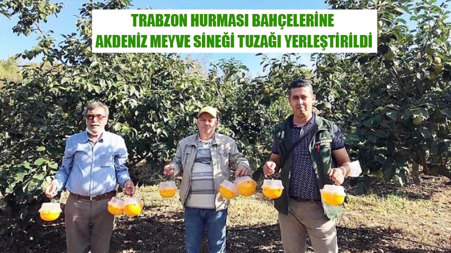 Biga’da Trabzon Hurması Bahçelerine Akdeniz Meyve Sineği Tuzağı Yerleştirildi