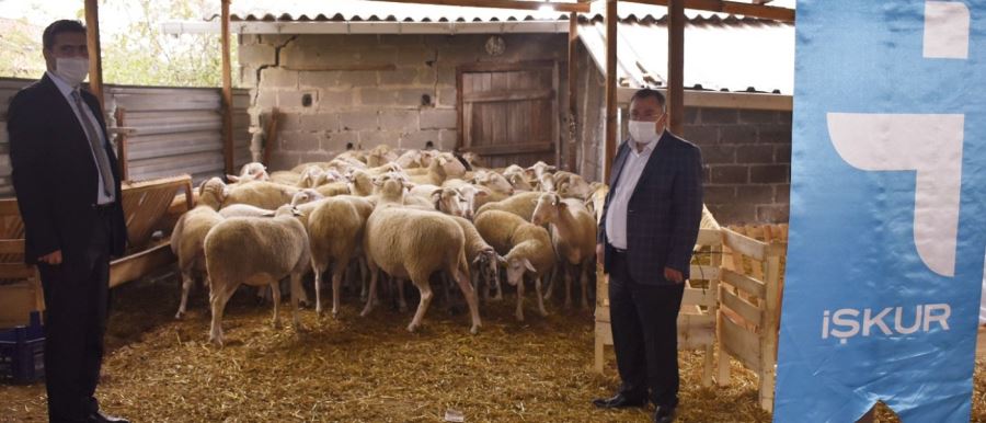 Hibe Desteği Bereketiyle Geldi Engelli Çiftçi Koyun Üretimine Başladı