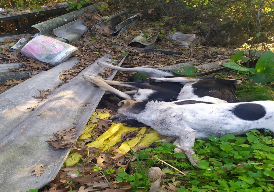 Biga’da 4 Köpek Zehirlendi Ayvacık’ta 4 Köpek Barınağa Teslim Edildi