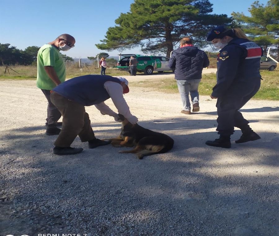 Biga’da 4 Köpek Zehirlendi Ayvacık’ta 4 Köpek Barınağa Teslim Edildi