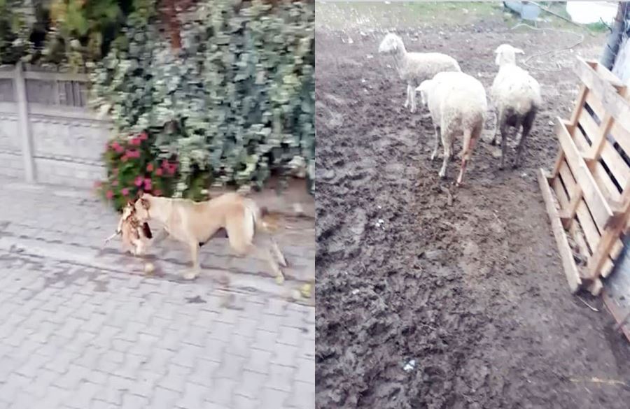 Biga İdriskoru Köyünde Köpeklerin Saldırdığı Hayvanlar Telef Oldu