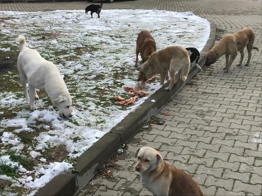 Biga Gönüllü Yardımlaşma Derneği Can Dostlarımızın Yanında