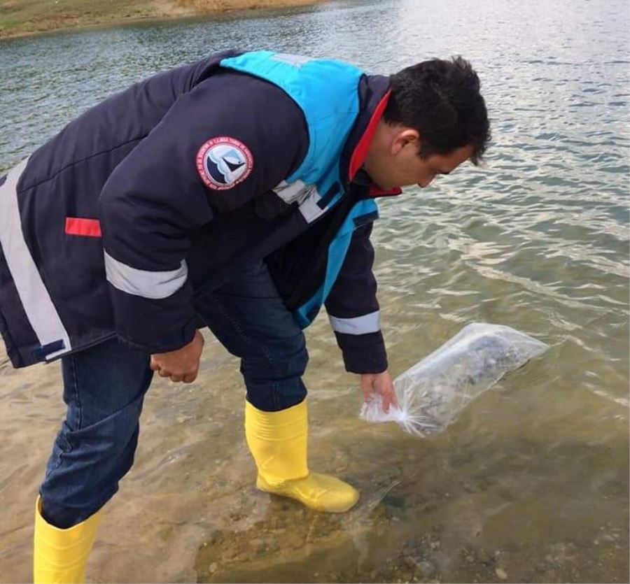 Gölete Sazan Yavruları Bırakıldı