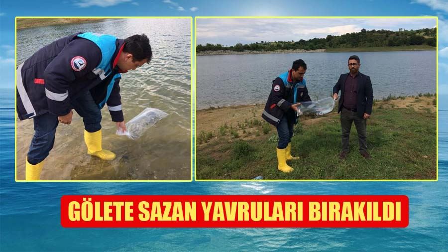 Gölete Sazan Yavruları Bırakıldı