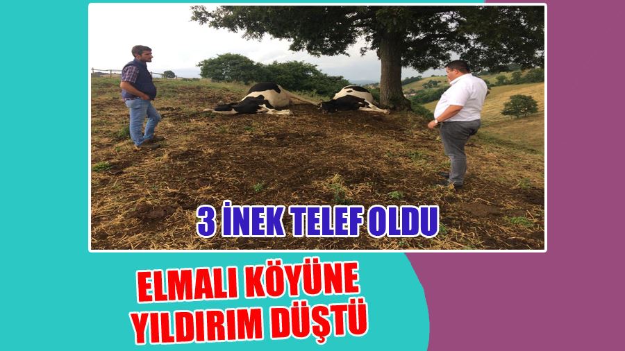 Biga Elmalı Köyüne Yıldırım Düştü 3 İnek Telef Oldu