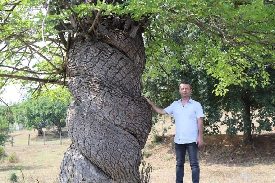 Sarmal Dut Ağacı Büyük İlgi Çekiyor