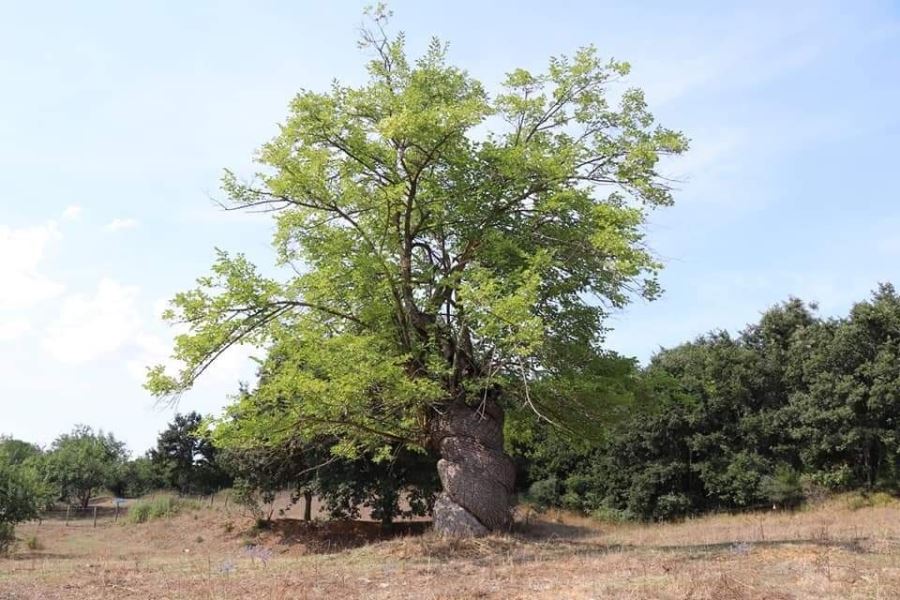Sarmal Dut Ağacı Büyük İlgi Çekiyor