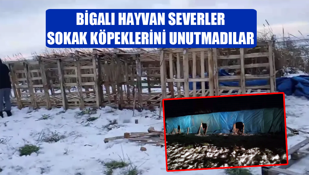 Bigalı Hayvan Severler Sokak Köpeklerini Unutmadılar