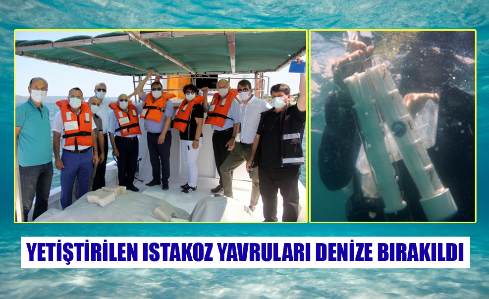 Türkiye’de İlk: Yetiştirilen Istakoz Yavruları Denize Bırakıldı