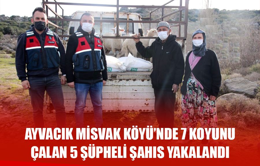 Ayvacık Misvak Köyü’nde 7 Koyunu Çalan 5 Şüpheli Şahıs Yakalandı