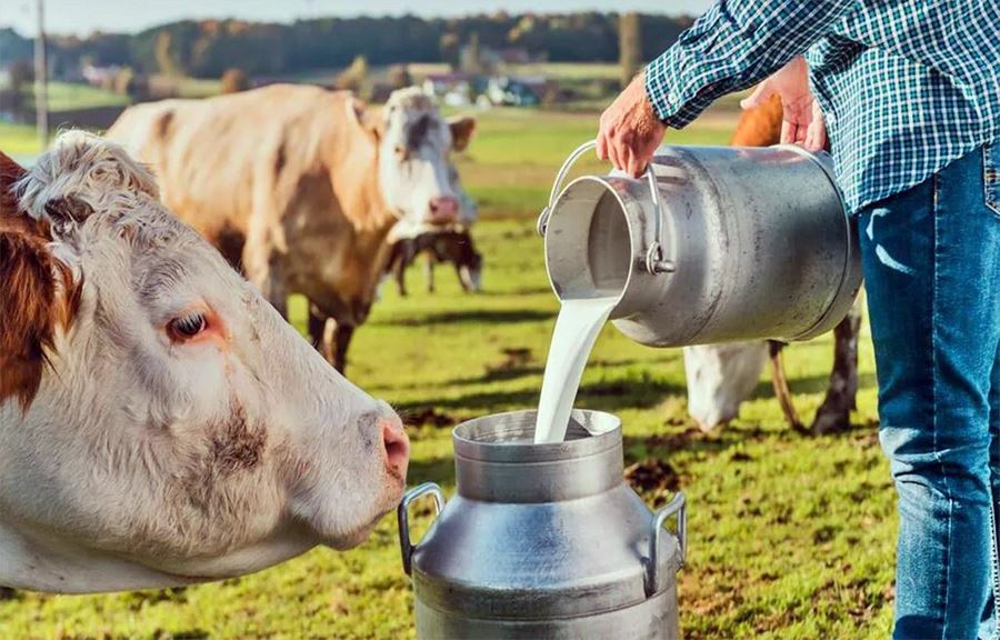 Ulusal Süt Konseyi Soğutulmuş Çiğ Süt Tavsiye Fiyatı